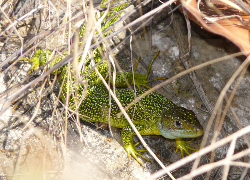 Lacerta bilineata m